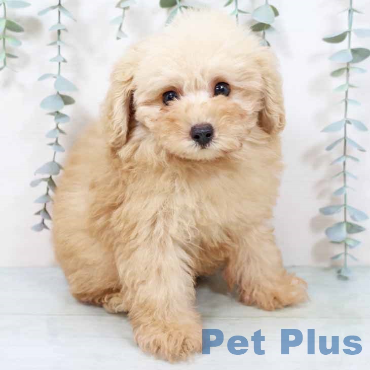 京都府のトイプードル(トイ) (ペットプラス 京都桂川店/2025年9月12日生まれ/男の子/オレンジフォーン)の子犬の1枚目の画像