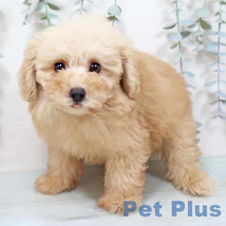 京都府のトイプードル(トイ) (ペットプラス 京都桂川店/2025年9月12日生まれ/男の子/オレンジフォーン)の子犬の2枚目の画像