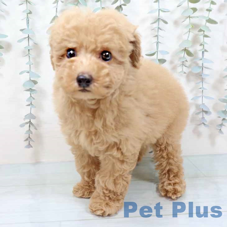 京都府のトイプードル(トイ) (ペットプラス 京都桂川店/2025年9月14日生まれ/男の子/オレンジフォーン)の子犬の1枚目の画像