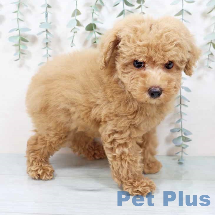 京都府のトイプードル(トイ) (ペットプラス 京都桂川店/2025年9月14日生まれ/男の子/オレンジフォーン)の子犬の2枚目の画像