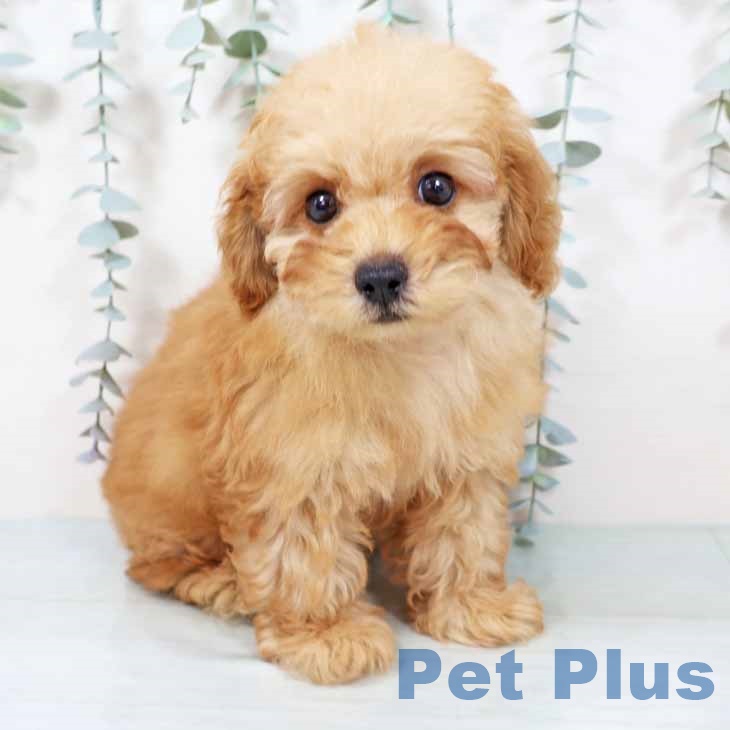 大阪府のトイプードル(トイ) (ペットプラス 四條畷店/2025年9月14日生まれ/男の子/レッドフォーン)の子犬の1枚目の画像