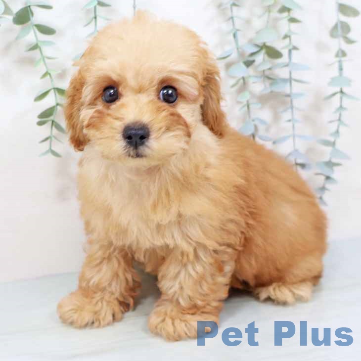 大阪府のトイプードル(トイ) (ペットプラス 四條畷店/2025年9月14日生まれ/男の子/レッドフォーン)の子犬の2枚目の画像