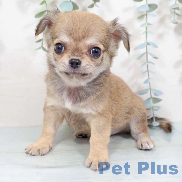 兵庫県のチワワ(ロング) (ペットプラス 神戸三宮店/2025年9月16日生まれ/男の子/レッド)の子犬の1枚目の画像