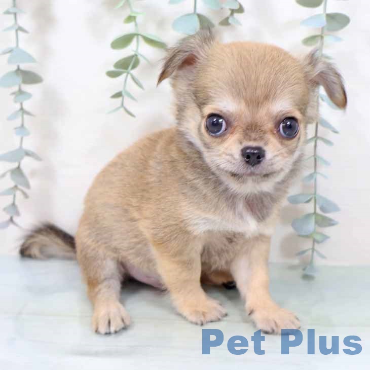 兵庫県のチワワ(ロング) (ペットプラス 神戸三宮店/2025年9月16日生まれ/男の子/レッド)の子犬の2枚目の画像