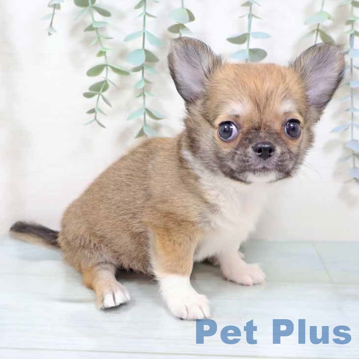 新潟県のチワワ(ロング) (ペットプラス 新潟南店/2025年9月16日生まれ/男の子/レッドホワイト)の子犬