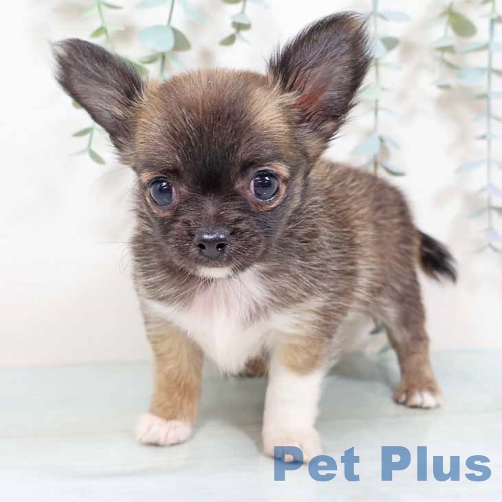 大阪府のチワワ(ロング) (ペットプラス 四條畷店/2025年9月17日生まれ/女の子/レッドホワイト)の子犬の1枚目の画像