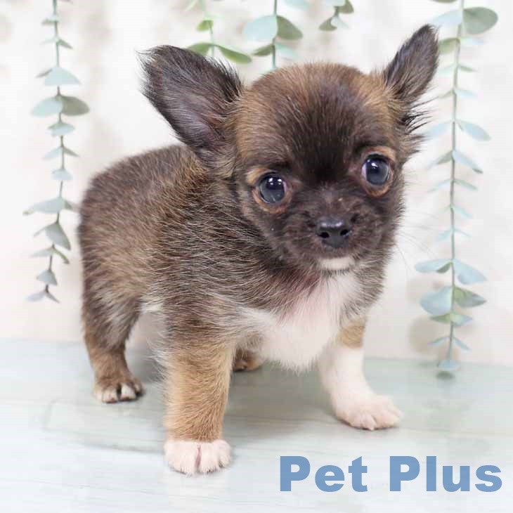 大阪府のチワワ(ロング) (ペットプラス 四條畷店/2025年9月17日生まれ/女の子/レッドホワイト)の子犬の2枚目の画像