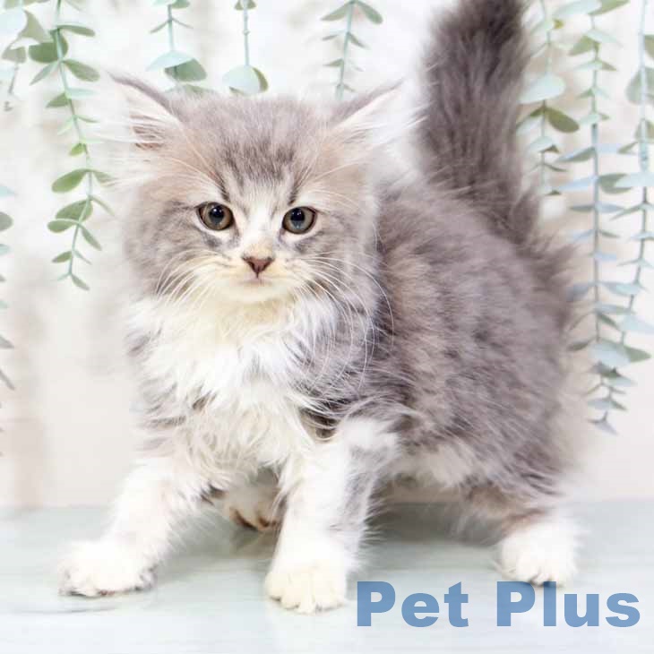 スコティッシュフォールド