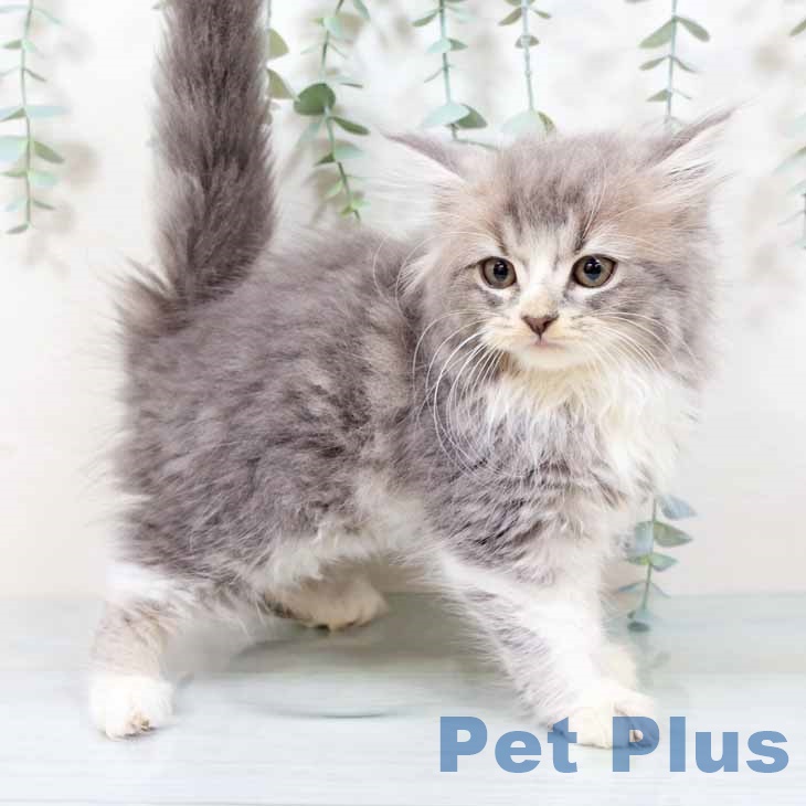 スコティッシュフォールド