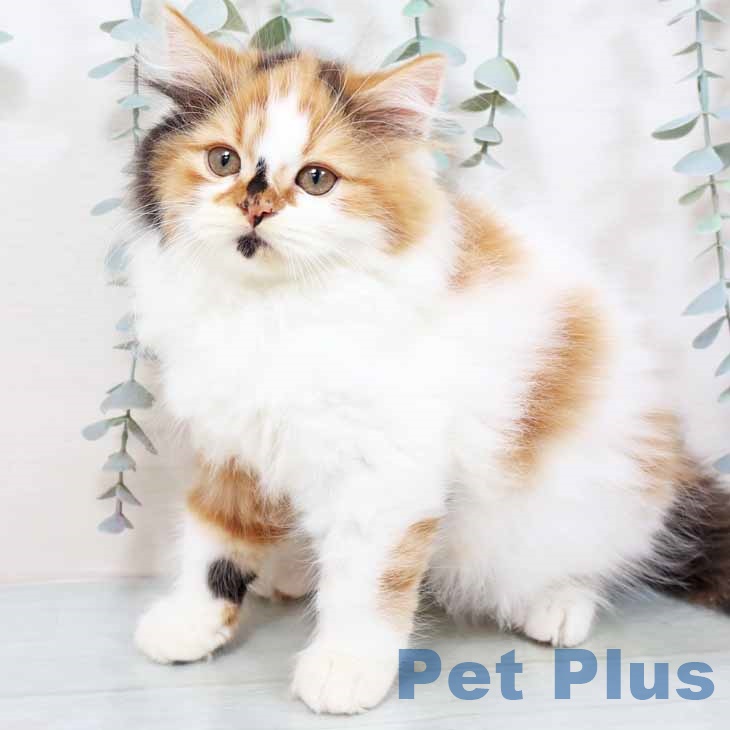 京都府のスコティッシュフォールド (ペットプラス イオンモールKYOTO店/2025年9月6日生まれ/女の子/キャリコ)の子猫の1枚目の画像