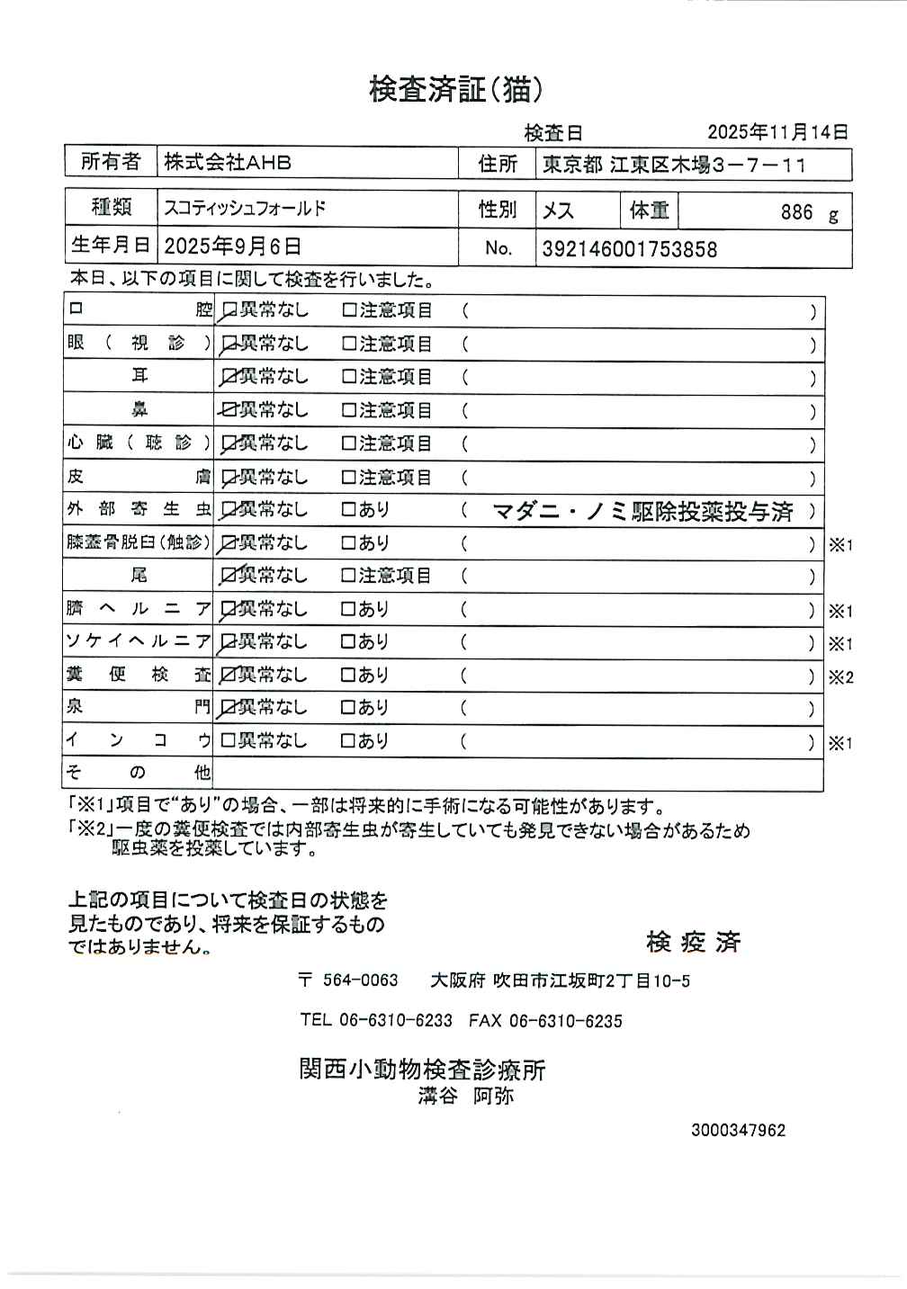 スコティッシュフォールド