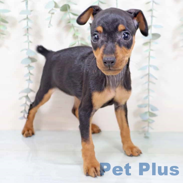 ミニチュア・ピンシャー