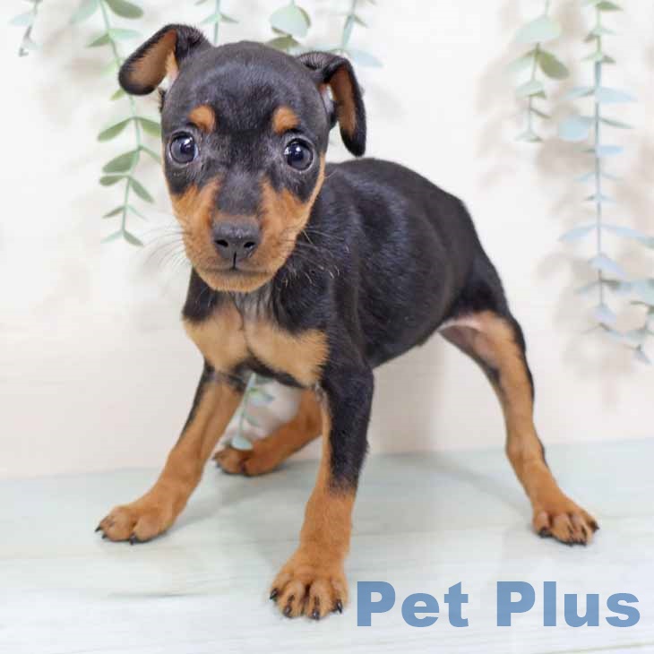 ミニチュア・ピンシャーの写真2