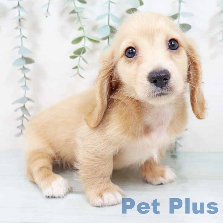 大阪府のミニチュアダックスフンド(ロング) (ペットプラス 四條畷店/2025年9月17日生まれ/男の子/イエロー)の子犬の1枚目の画像