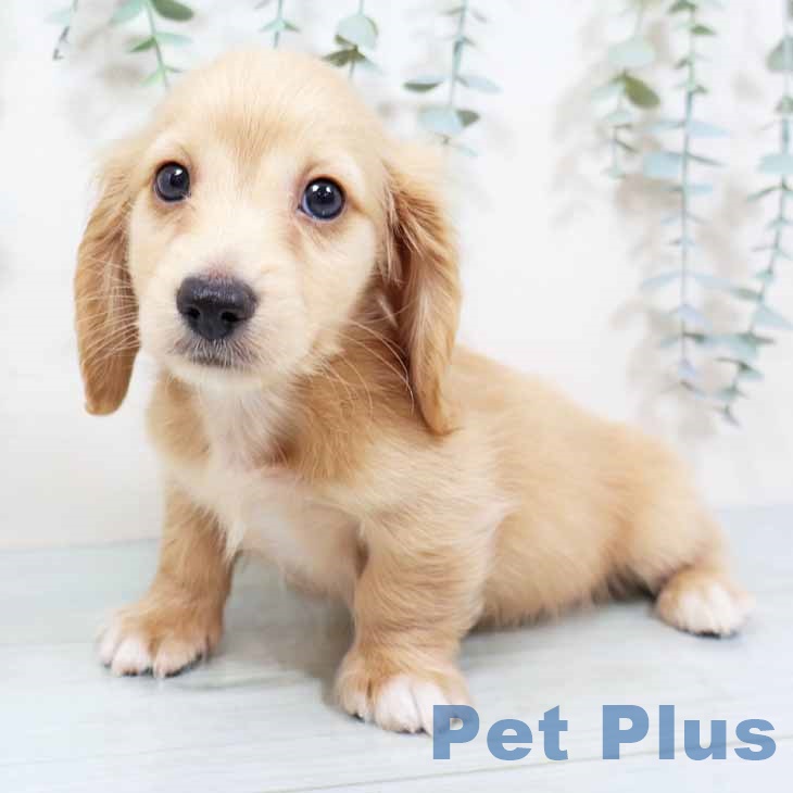 大阪府のミニチュアダックスフンド(ロング) (ペットプラス 四條畷店/2025年9月17日生まれ/男の子/イエロー)の子犬の2枚目の画像