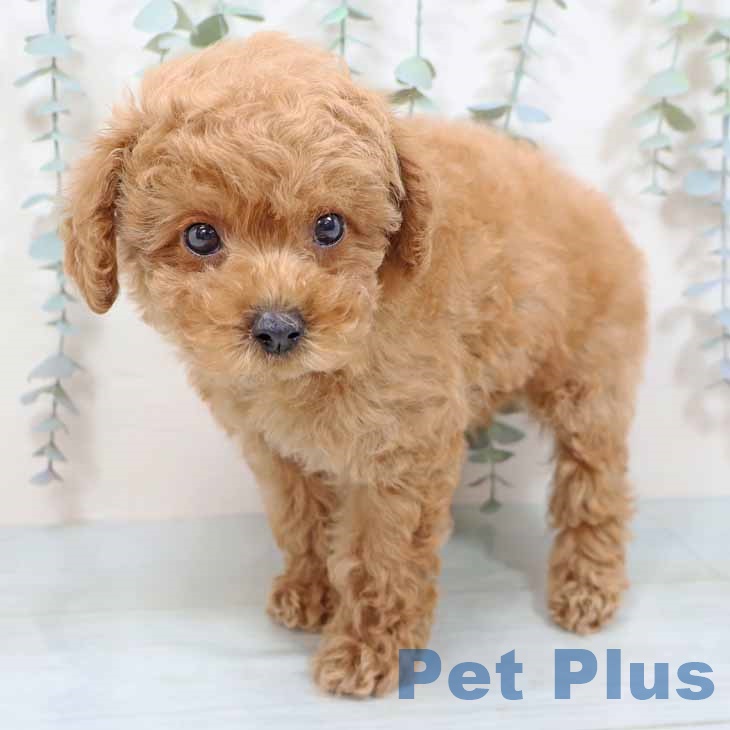 京都府のトイプードル(トイ) (ペットプラス 京都桂川店/2025年9月13日生まれ/男の子/オレンジフォーン)の子犬の1枚目の画像