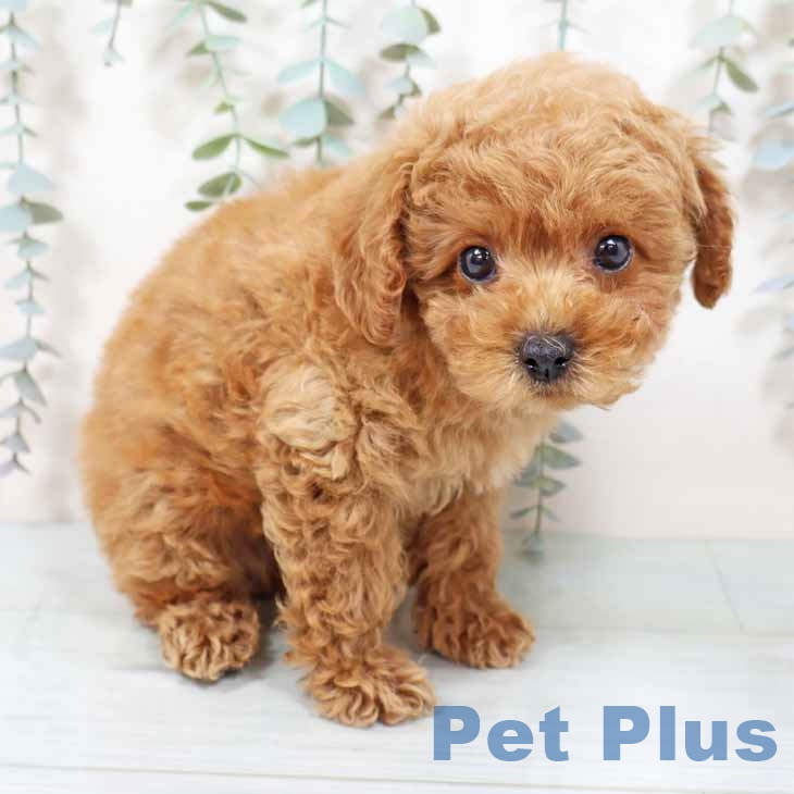 京都府のトイプードル(トイ) (ペットプラス 京都桂川店/2025年9月13日生まれ/男の子/オレンジフォーン)の子犬の2枚目の画像