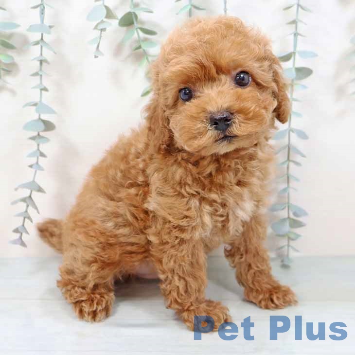 新潟県のトイプードル(トイ) (ペットプラス 新潟南店/2025年9月13日生まれ/男の子/オレンジフォーン)の子犬の1枚目の画像