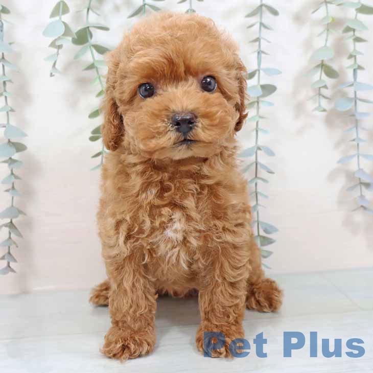 新潟県のトイプードル(トイ) (ペットプラス 新潟南店/2025年9月13日生まれ/男の子/オレンジフォーン)の子犬の2枚目の画像