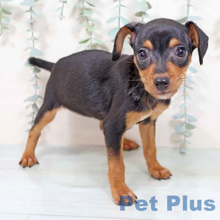 大阪府のミニチュアピンシャー (ペットプラス りんくう泉南店/2025年9月16日生まれ/女の子/ブラックタン)の子犬の1枚目の画像