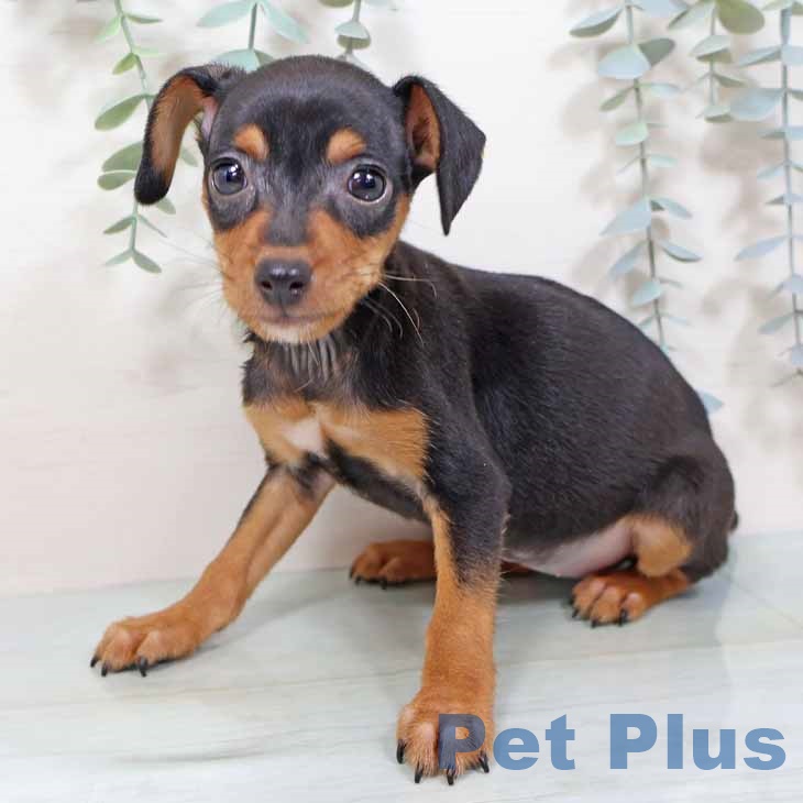 大阪府のミニチュアピンシャー (ペットプラス りんくう泉南店/2025年9月16日生まれ/女の子/ブラックタン)の子犬の2枚目の画像