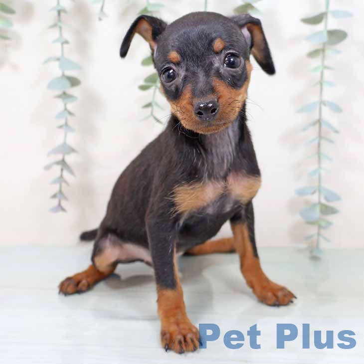 ミニチュア・ピンシャー