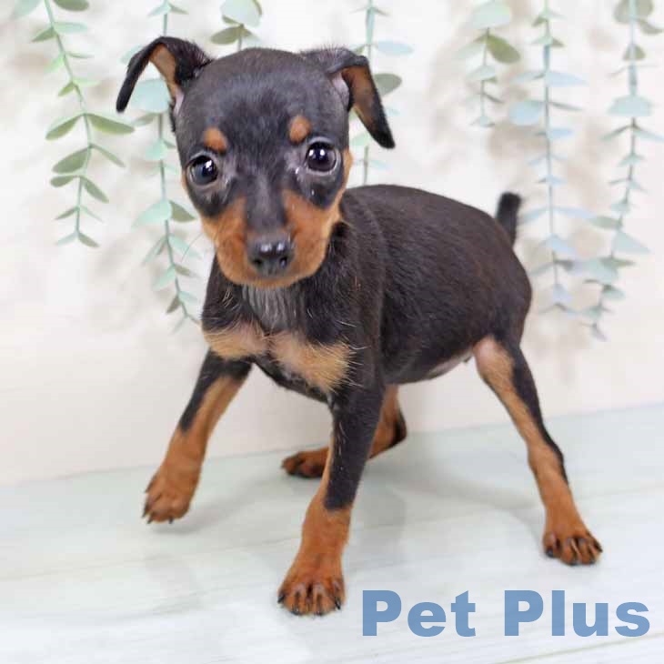 ミニチュア・ピンシャー