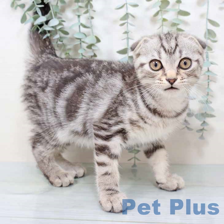 スコティッシュフォールド