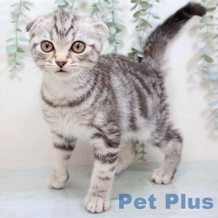 スコティッシュフォールド