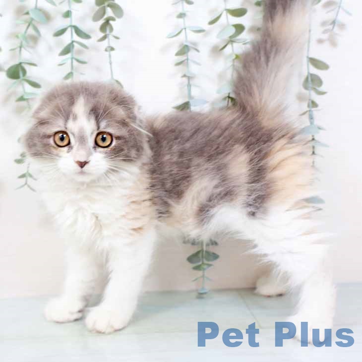 大阪府のスコティッシュフォールド (ペットプラス イオン大日店/2025年9月7日生まれ/女の子/ダイリュートキャリコ)の子猫の1枚目の画像