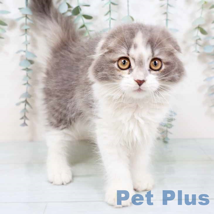 大阪府のスコティッシュフォールド (ペットプラス イオン大日店/2025年9月7日生まれ/女の子/ダイリュートキャリコ)の子猫の2枚目の画像