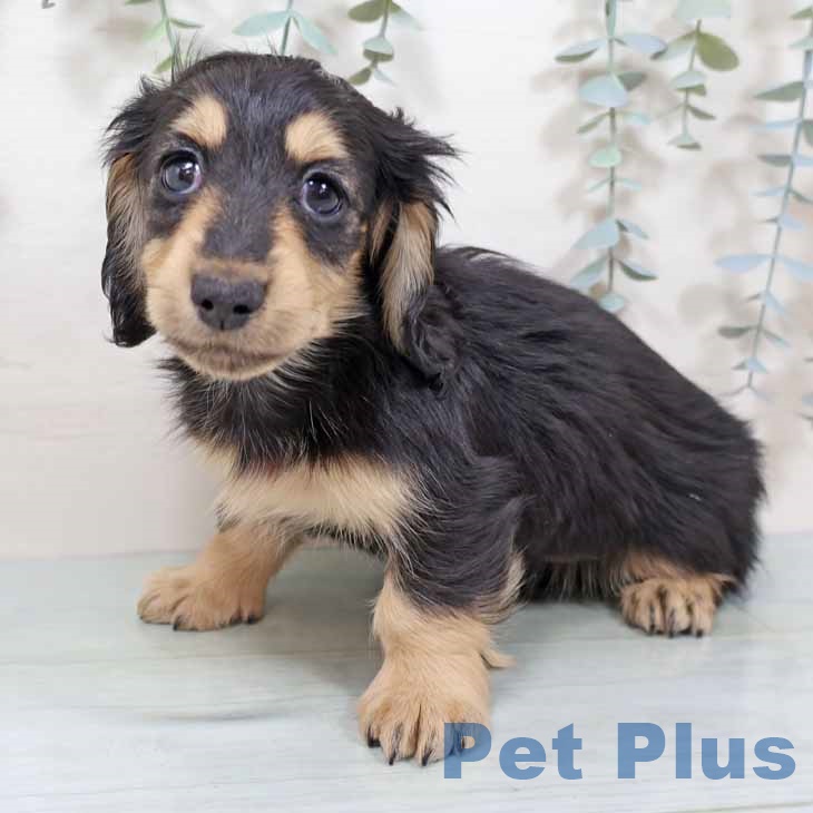 大阪府のミニチュアダックスフンド(ロング) (ペットプラス りんくう泉南店/2025年9月18日生まれ/女の子/ブラックイエロー)の子犬の1枚目の画像