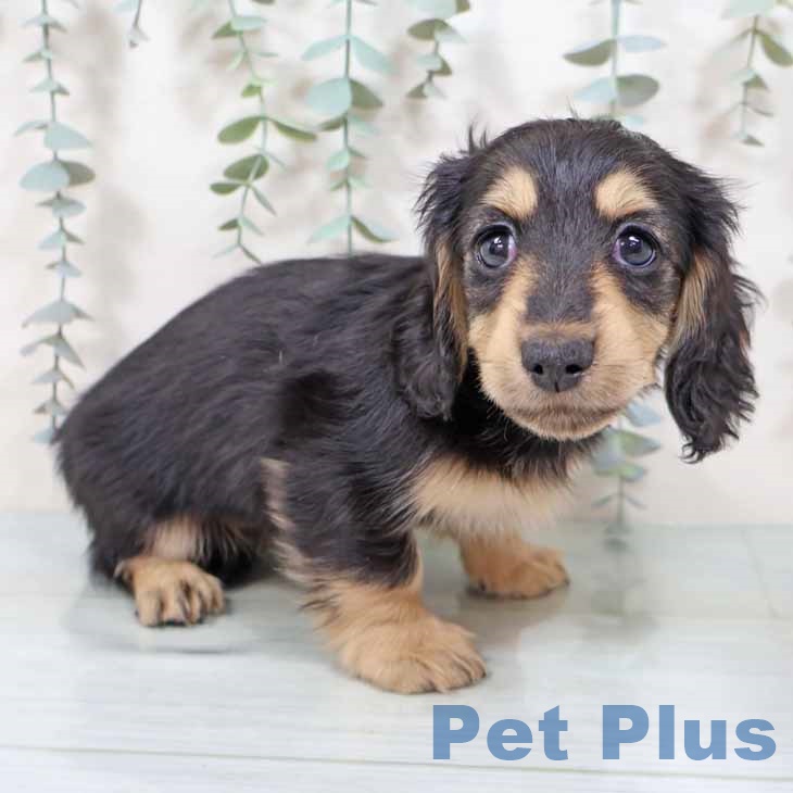 大阪府のミニチュアダックスフンド(ロング) (ペットプラス りんくう泉南店/2025年9月18日生まれ/女の子/ブラックイエロー)の子犬の2枚目の画像