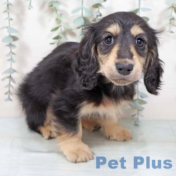 兵庫県のミニチュアダックスフンド(ロング) (ペットプラス 神戸三宮店/2025年9月18日生まれ/女の子/ブラックイエロー)の子犬の1枚目の画像