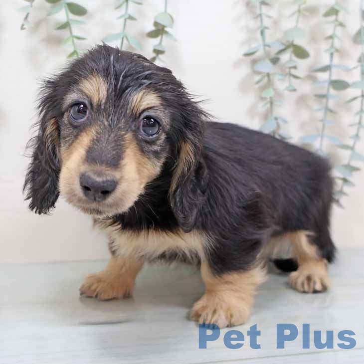 京都府のミニチュアダックスフンド(ロング) (ペットプラス 京都桂川店/2025年9月18日生まれ/女の子/ブラックイエロー)の子犬の1枚目の画像