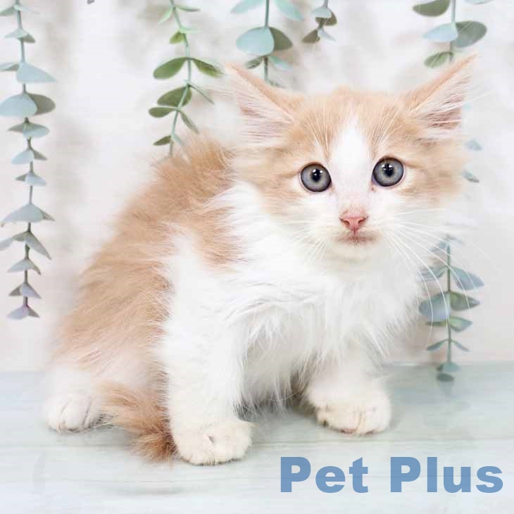 奈良県のノルウェージャンフォレストキャット (ペットプラス 大和郡山店/2025年8月22日生まれ/男の子/クリームホワイト)の子猫の1枚目の画像