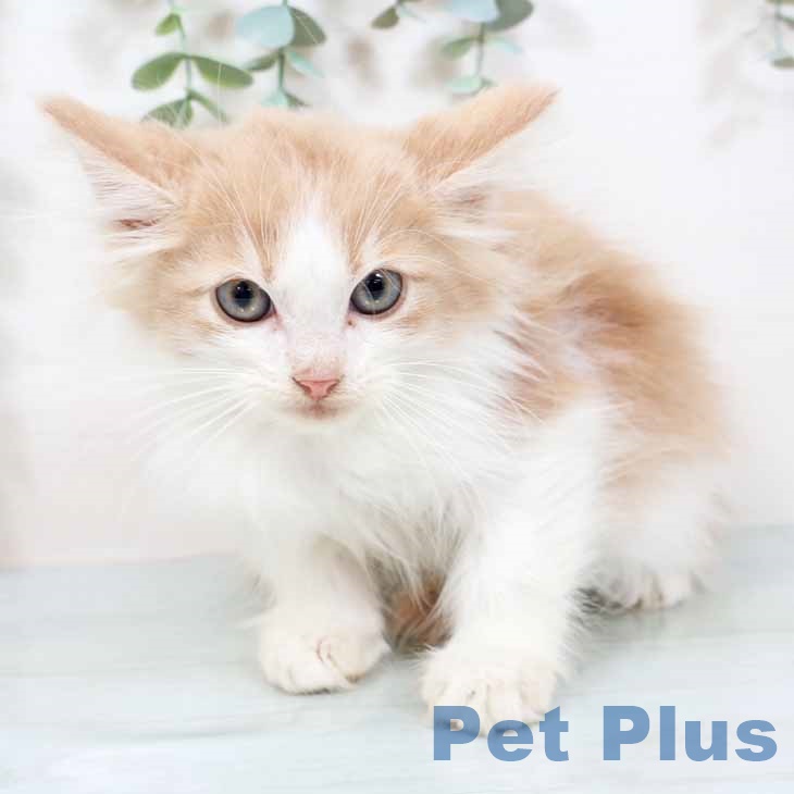 奈良県のノルウェージャンフォレストキャット (ペットプラス 大和郡山店/2025年8月22日生まれ/男の子/クリームホワイト)の子猫の2枚目の画像