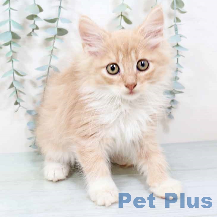 大阪府のノルウェージャンフォレストキャット (ペットプラス 大阪ドームシティ店/2025年8月22日生まれ/男の子/クリームホワイト)の子猫の1枚目の画像