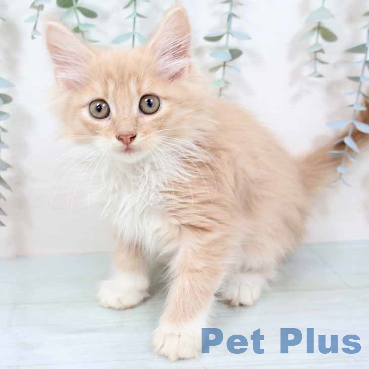 大阪府のノルウェージャンフォレストキャット (ペットプラス 大阪ドームシティ店/2025年8月22日生まれ/男の子/クリームホワイト)の子猫の2枚目の画像