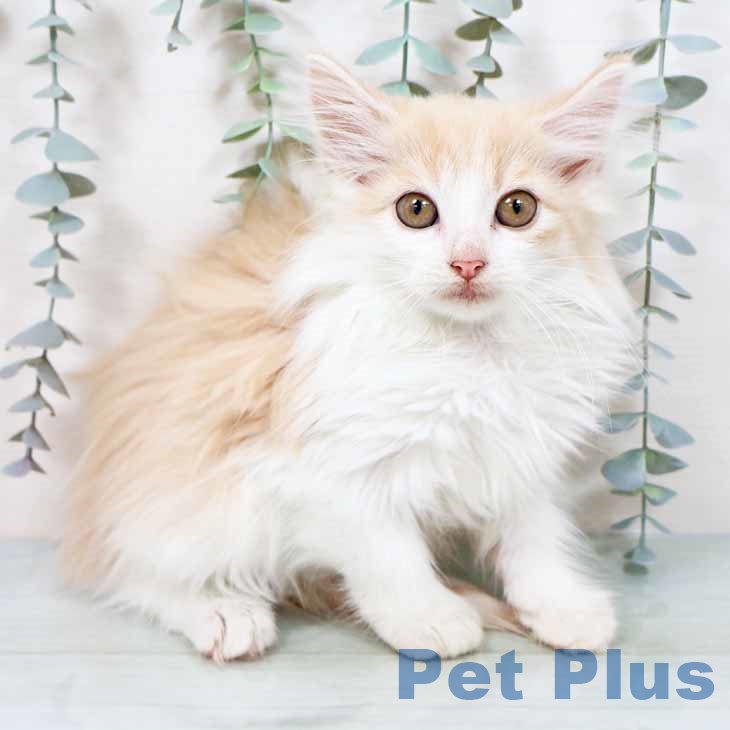 大阪府のノルウェージャンフォレストキャット (ペットプラス 堺鉄砲町店/2025年8月22日生まれ/女の子/クリームホワイト)の子猫の1枚目の画像