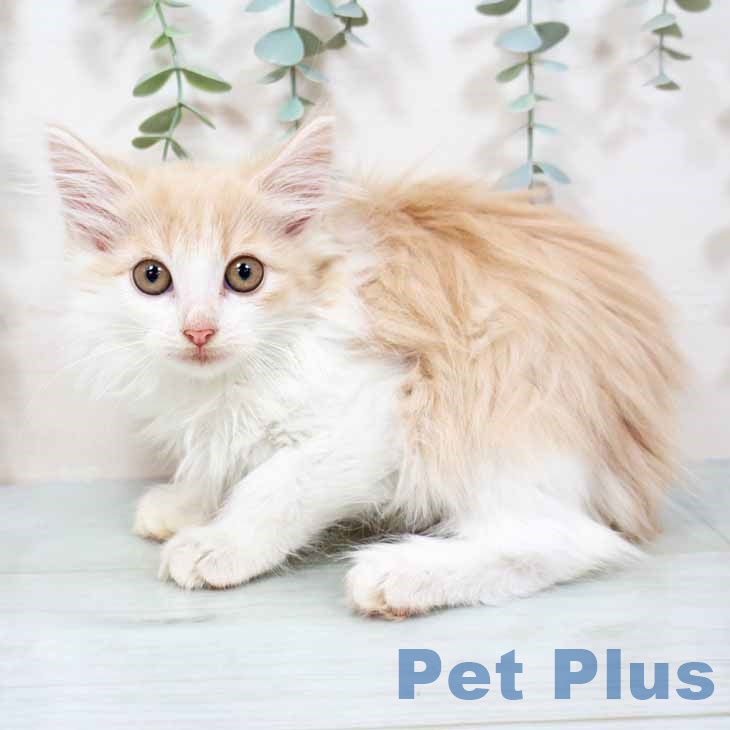大阪府のノルウェージャンフォレストキャット (ペットプラス 堺鉄砲町店/2025年8月22日生まれ/女の子/クリームホワイト)の子猫の2枚目の画像