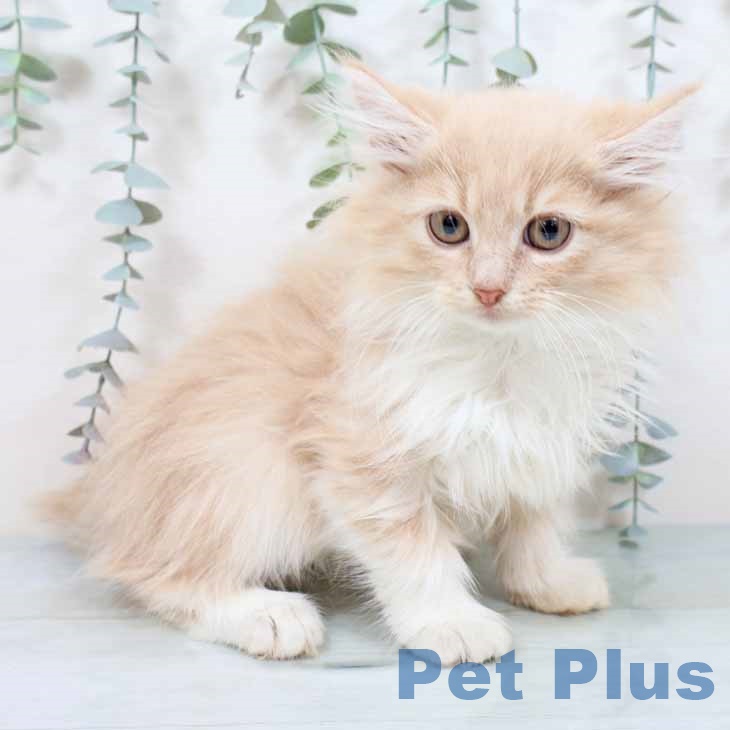 埼玉県のノルウェージャンフォレストキャット (ペットプラス ピオニウォーク東松山店/2025年8月22日生まれ/女の子/クリームホワイト)の子猫の1枚目の画像