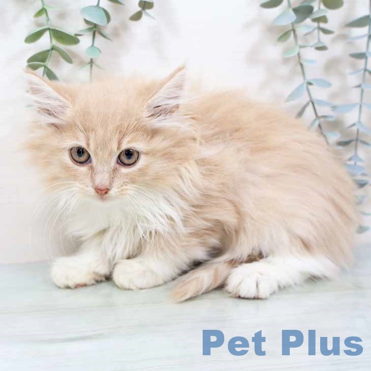 埼玉県のノルウェージャンフォレストキャット (ペットプラス ピオニウォーク東松山店/2025年8月22日生まれ/女の子/クリームホワイト)の子猫の2枚目の画像