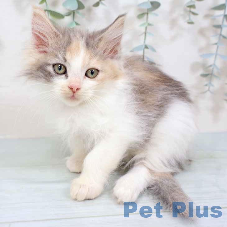 ノルウェージャンフォレストキャット