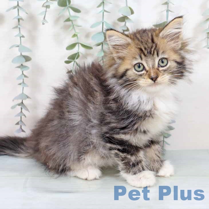 ノルウェージャンフォレストキャット