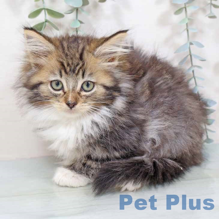 ノルウェージャンフォレストキャットの写真2