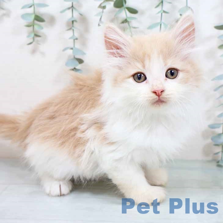 大阪府のノルウェージャンフォレストキャット (ペットプラス 堺北花田店/2025年9月15日生まれ/女の子/クリームホワイト)の子猫の1枚目の画像