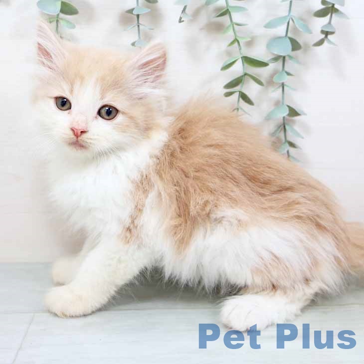 大阪府のノルウェージャンフォレストキャット (ペットプラス 堺北花田店/2025年9月15日生まれ/女の子/クリームホワイト)の子猫の2枚目の画像