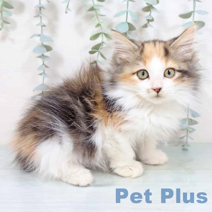 大阪府のノルウェージャンフォレストキャット (ペットプラス 鶴見店/2025年8月7日生まれ/女の子/ブラウンパッチドタビーホワイト)の子猫の1枚目の画像