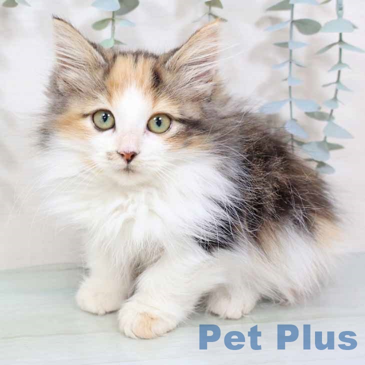 大阪府のノルウェージャンフォレストキャット (ペットプラス 鶴見店/2025年8月7日生まれ/女の子/ブラウンパッチドタビーホワイト)の子猫の2枚目の画像